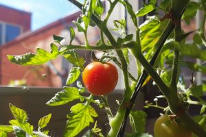 Repotting tomatoes into larger containers