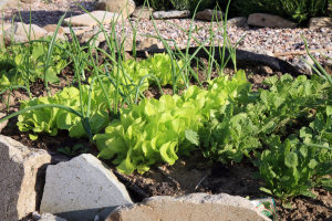 Quick-turnaround vegetables