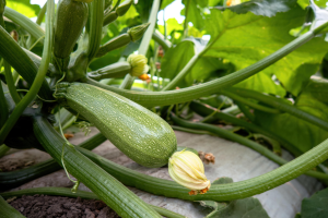 Zucchini and Squash: High-Yield, Low-Cost Crops