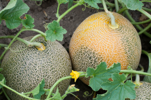 Melons: Sweet Rewards for Late Planting