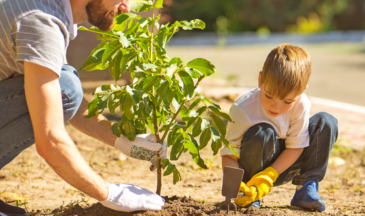 planter des arbres a croissance
