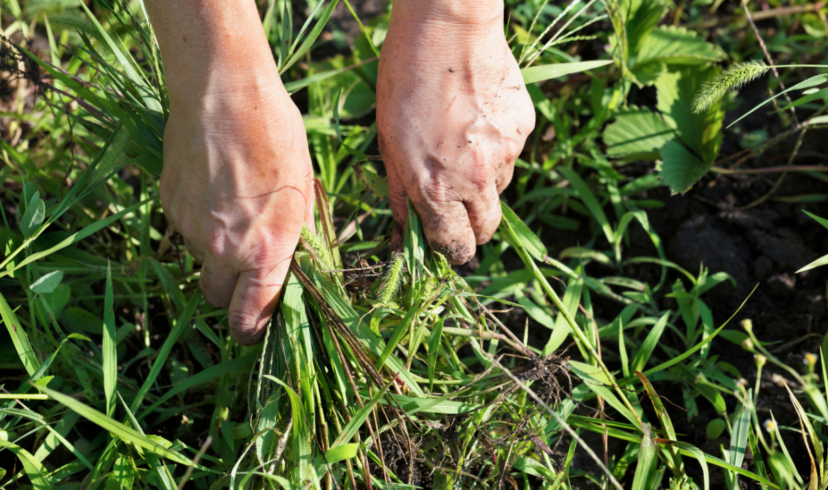pull out weeds