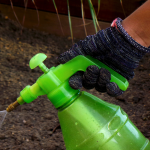 Is banana water effective for plant health and growth? gardener spraying