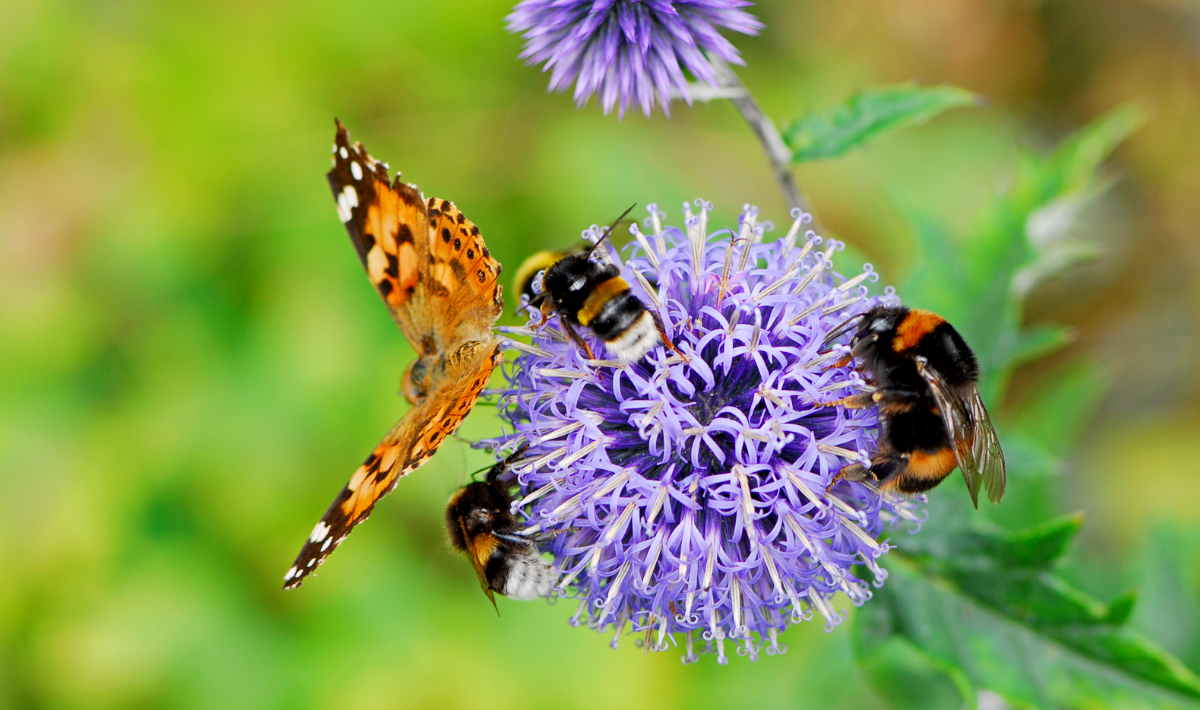pollinisateurs