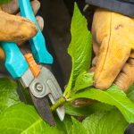 Pruning hydrangeas