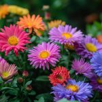 Top aster cultivars : gardening experts' favorite flowering varieties