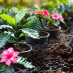 The effects of coffee grounds on your plants