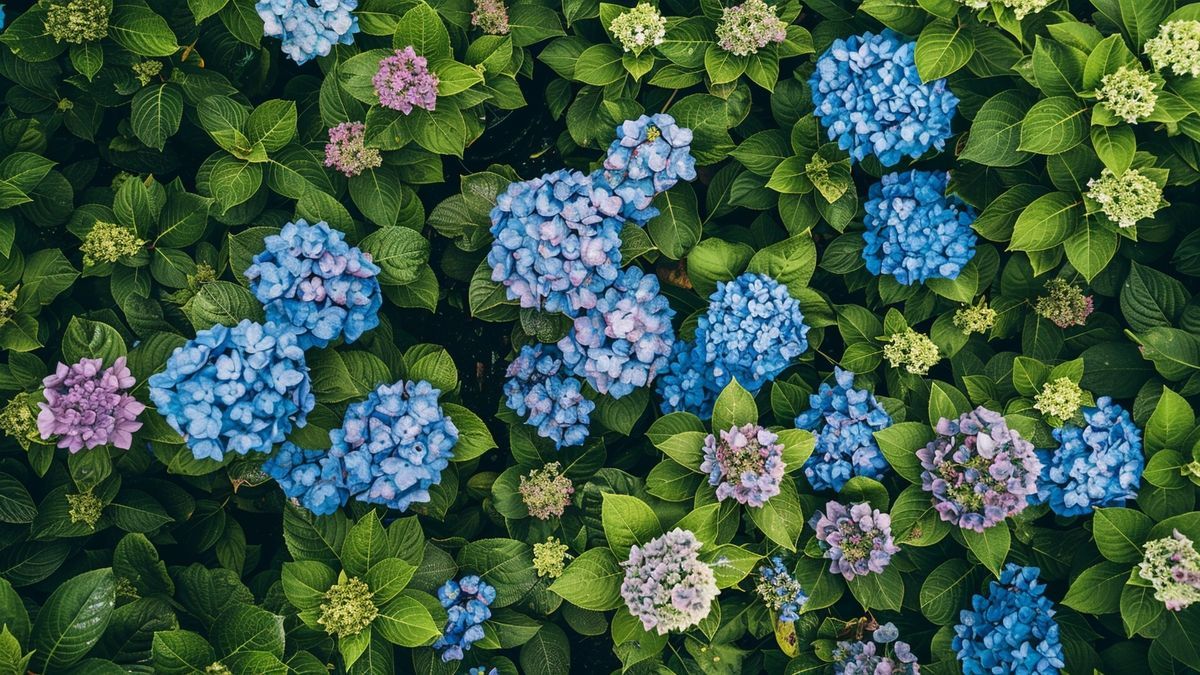 Should You Prune Hydrangeas in March? Here’s the Rule That Most Gardeners Get Wrong