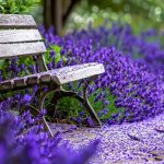 5 Flowers to plant around your garden bench for a magazine-worthy look