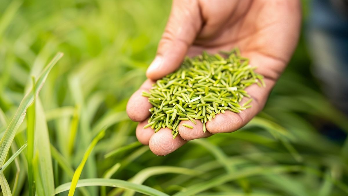 The £7.50 lawn feed that thickens grass in just days
