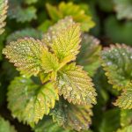 The must-plant vegetable for an easy harvest this season