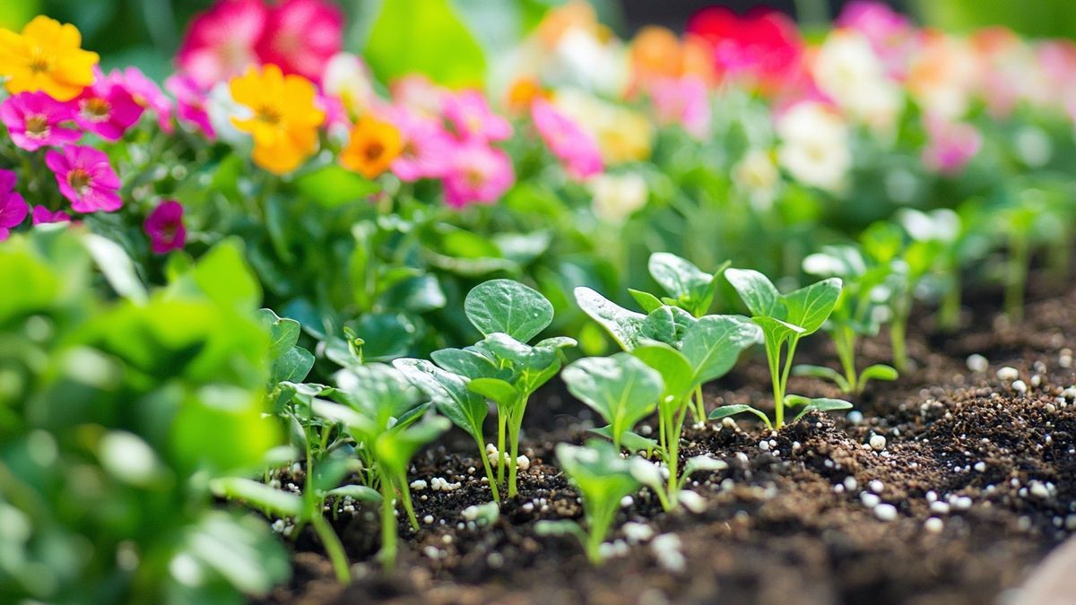 June’s Top 7 Veggies To Plant Right Now For A Thriving Summer Harvest