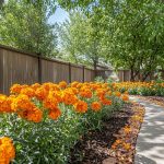 This one flower keeps mosquitoes away and adds color to your patio