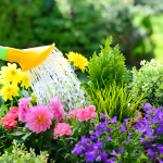 This ancient watering method kept my garden green all week without lifting a hose