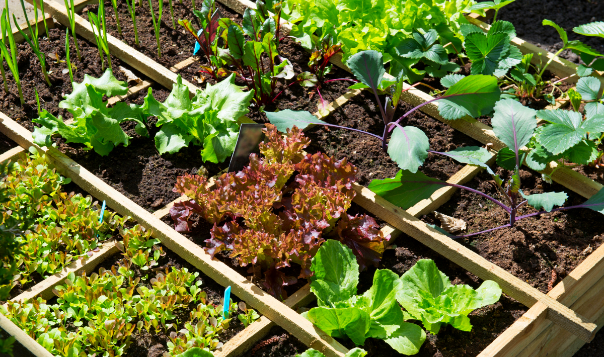 These vegetables are surprisingly cheaper to grow than to buy – and taste better too