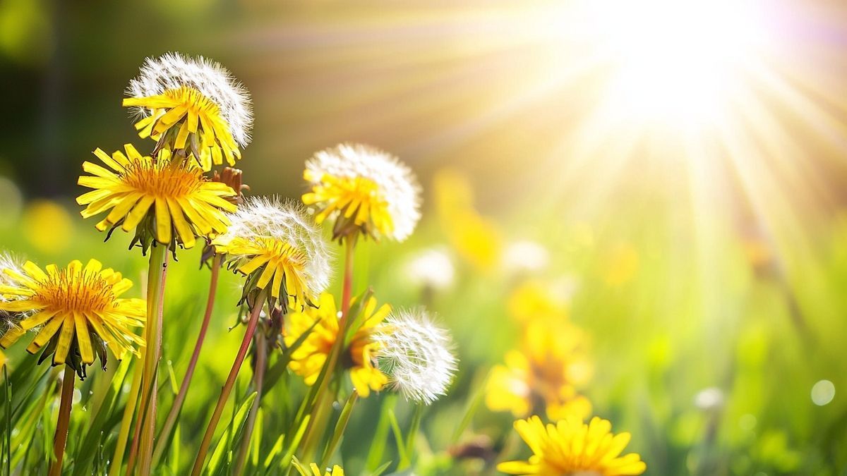 Dandelions: Should You Really Pull Them Out Or Let Them Grow?