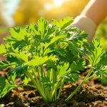 Harvest Parsley Like This And It Keeps Coming Back For Months Image générée par Flux - Harvest Parsley Like This And It Keeps Coming Back For Months