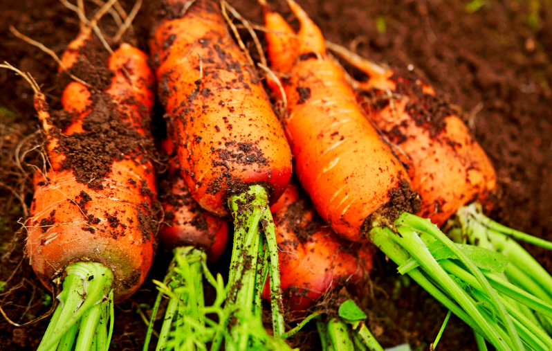 How to grow crunchy carrots even in poor soil