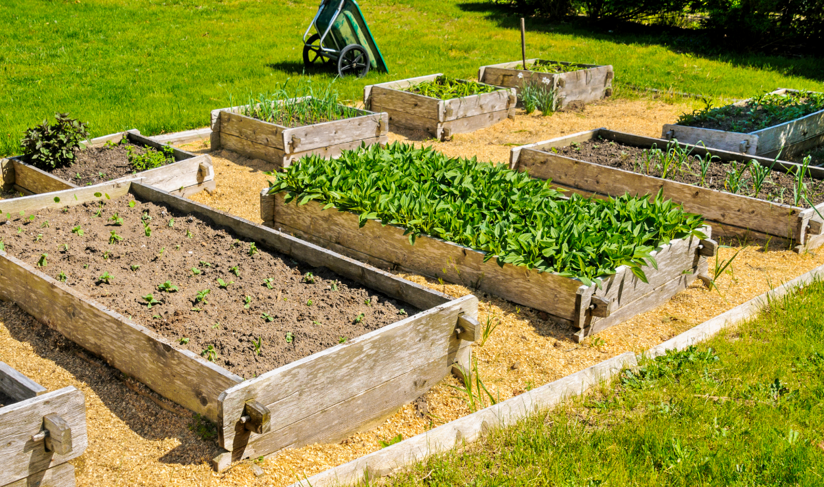 How to start a no-dig garden for effortless vegetables all season