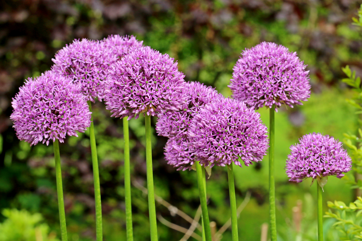 Perennials That Return Every Year Without Any Effort