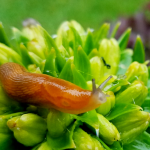 Slugs Hate This Cheap Garden Hack