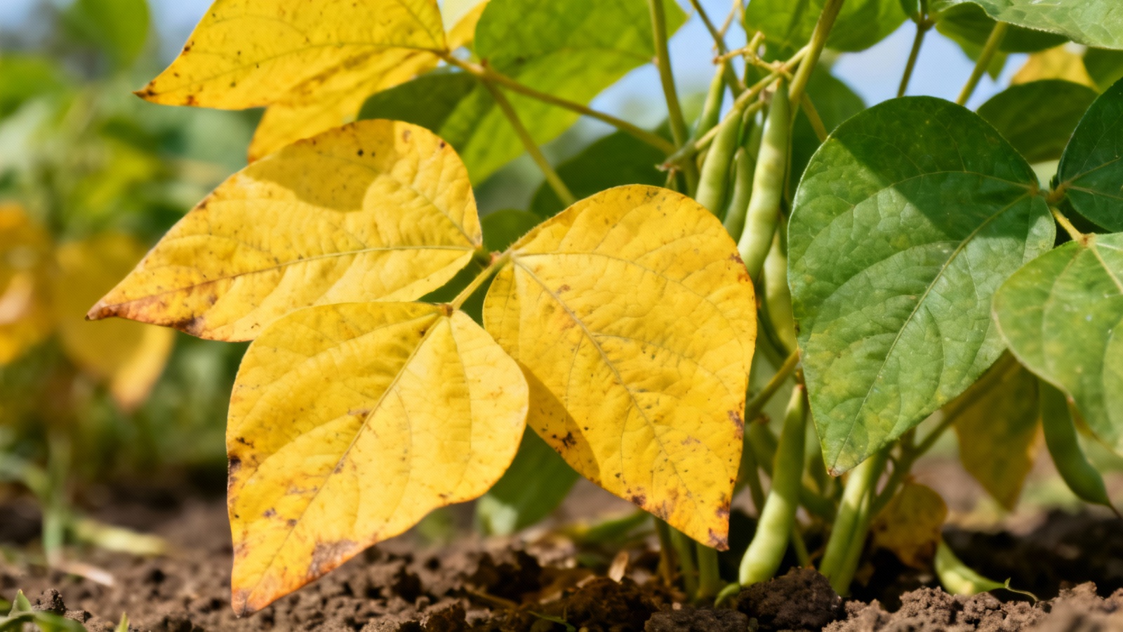 Why are my common bean leaves turning yellow - causes and solutions