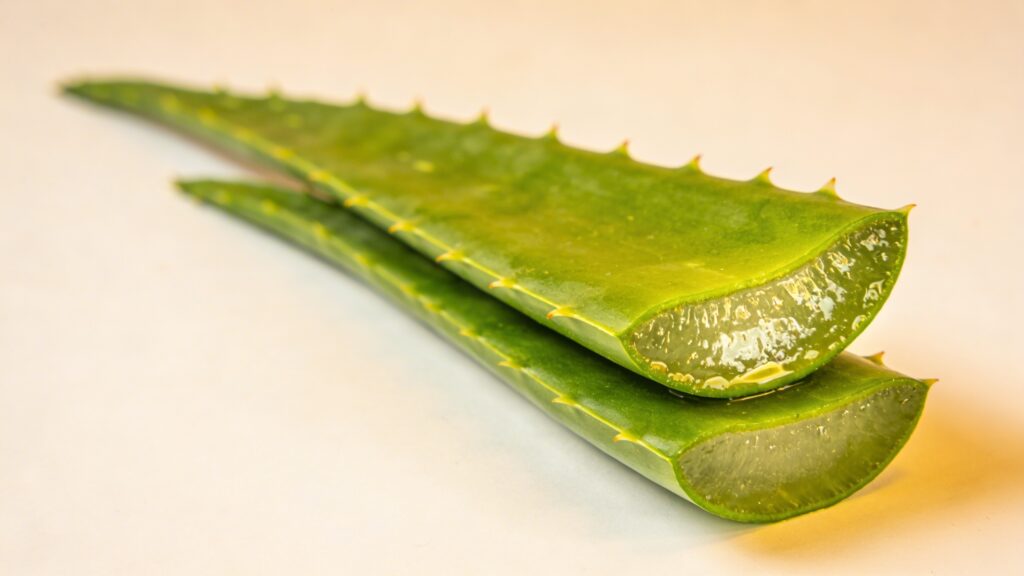 Aloe Vera - Aloe vera Temperature & Humidity Guide