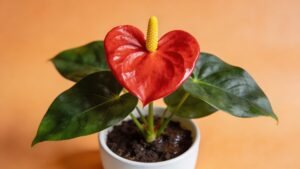 Anthurium (Anthurium andraeanum) - Plant care guide