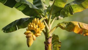 Banana Plant (Musa acuminata) - Plant care guide
