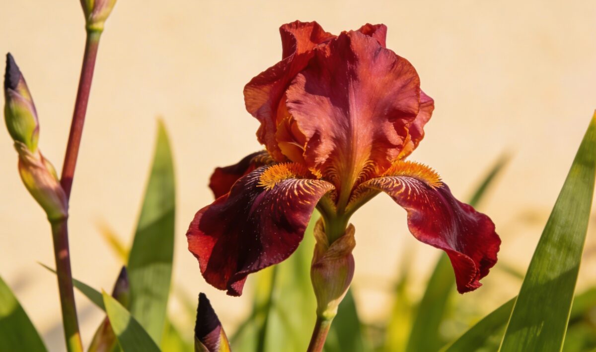 Bearded Iris (Iris germanica) - Plant care guide