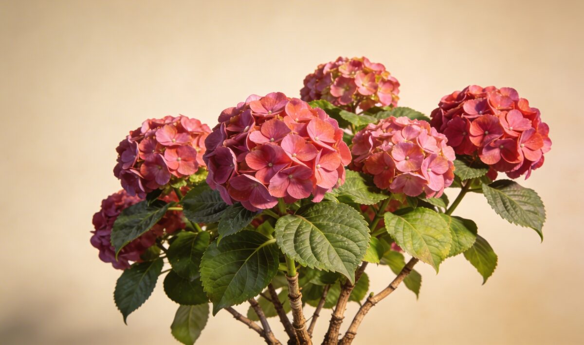 Bigleaf Hydrangea (Hydrangea macrophylla) - Plant care guide