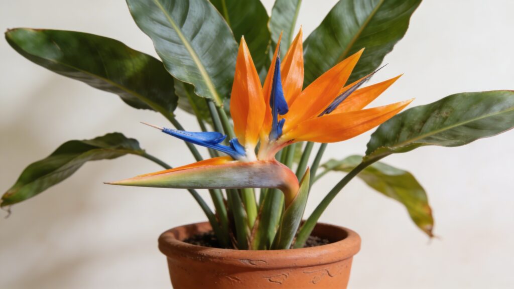 Bird Of Paradise (Strelitzia reginae) - Plant care guide
