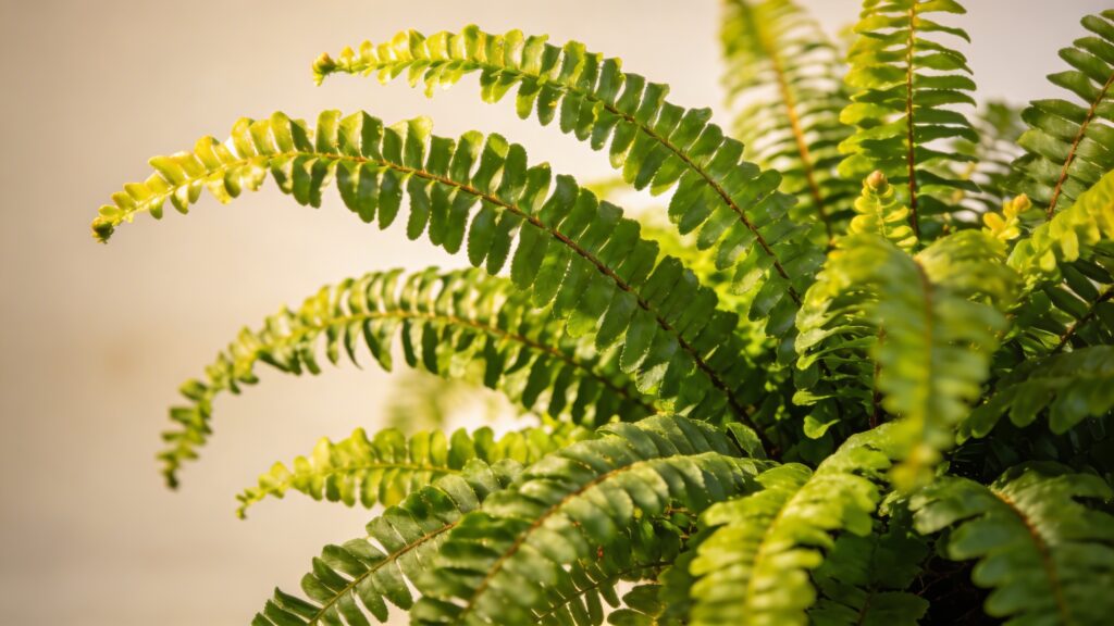 Boston Fern (Nephrolepis exaltata) - Plant care guide