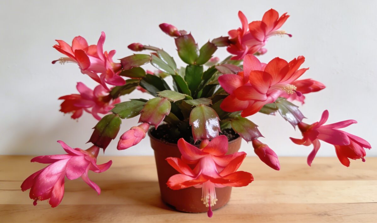 Christmas Cactus (Schlumbergera truncata) - Plant care guide