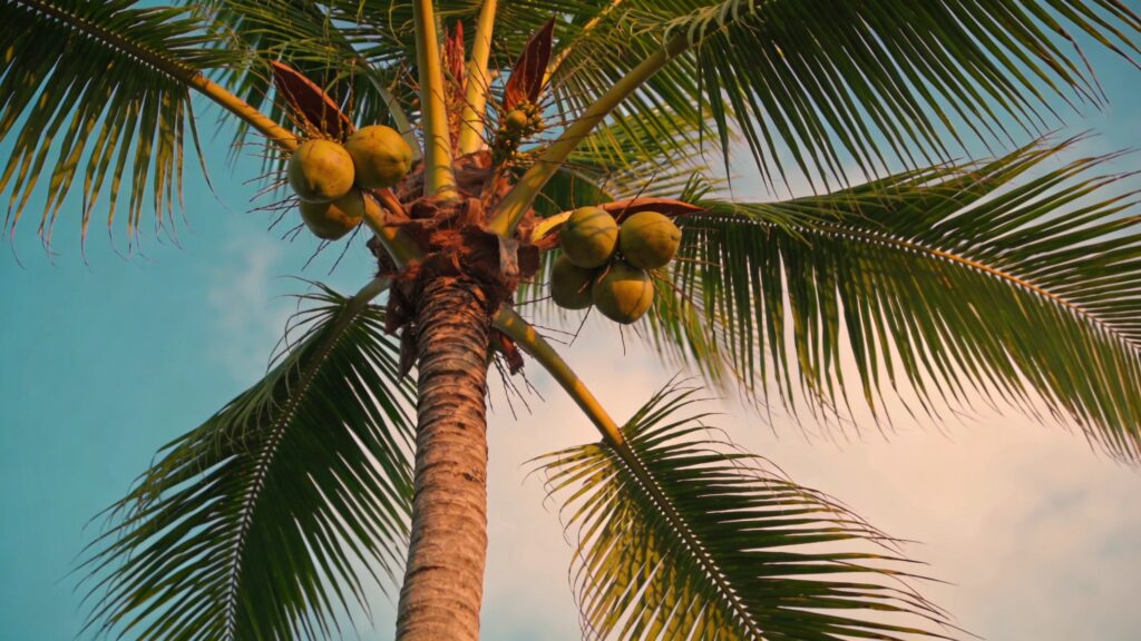 Coconut Palm (Cocos nucifera) - Plant care guide