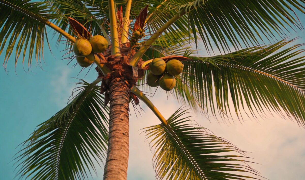 Coconut Palm (Cocos nucifera) - Plant care guide