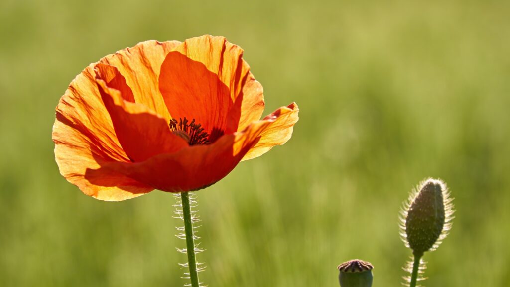 Common Poppy (Papaver rhoeas) - Plant care guide