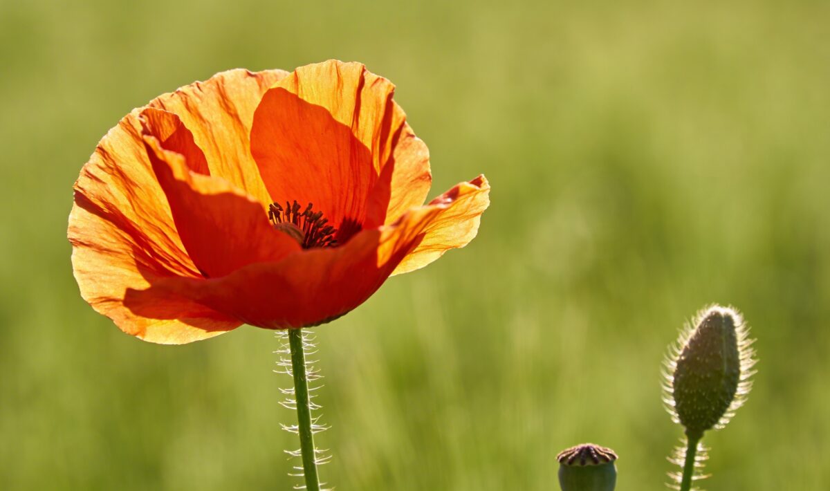 Common Poppy (Papaver rhoeas) - Plant care guide