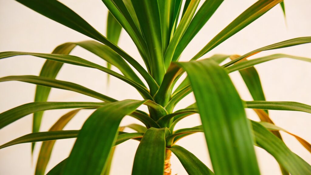 Corn Plant (Dracaena fragrans) - Plant care guide