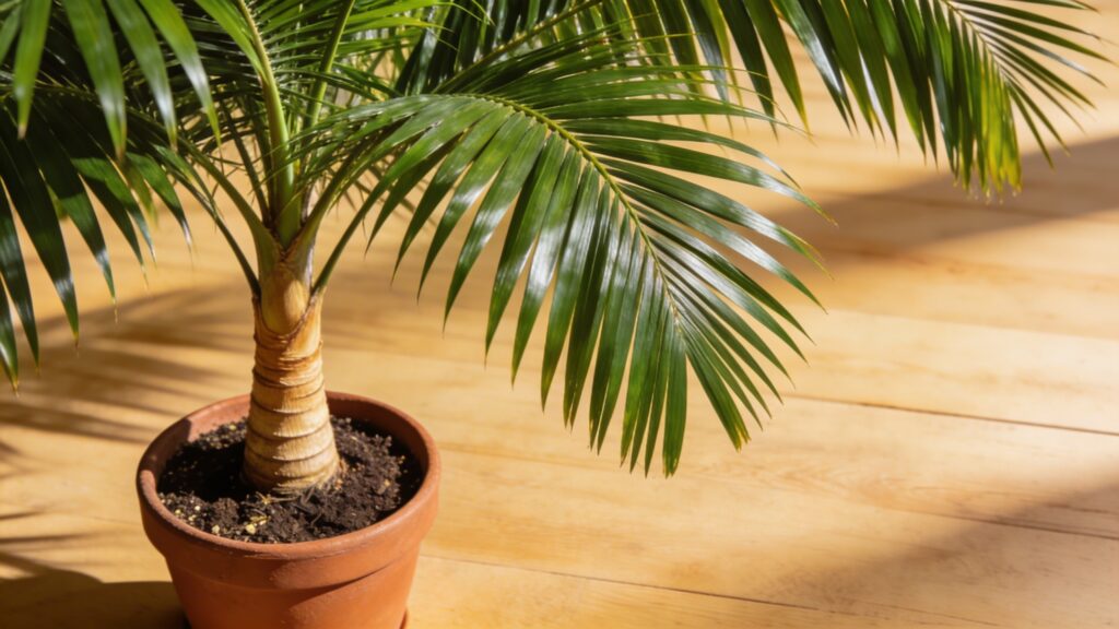 Kentia Palm (Howea forsteriana) - Plant care guide