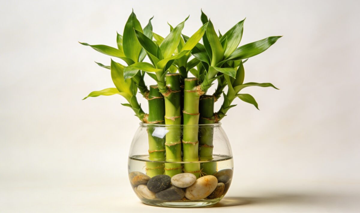 Lucky Bamboo (Dracaena sanderiana) - Plant care guide