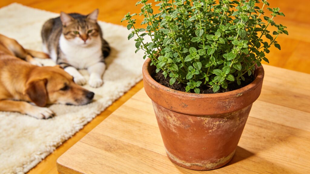 Oregano Pet Safety: Is Origanum vulgare Toxic to Cats & Dogs?