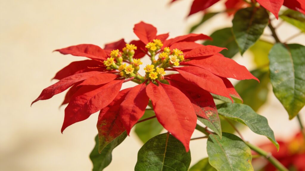 Poinsettia (Euphorbia pulcherrima) - Plant care guide