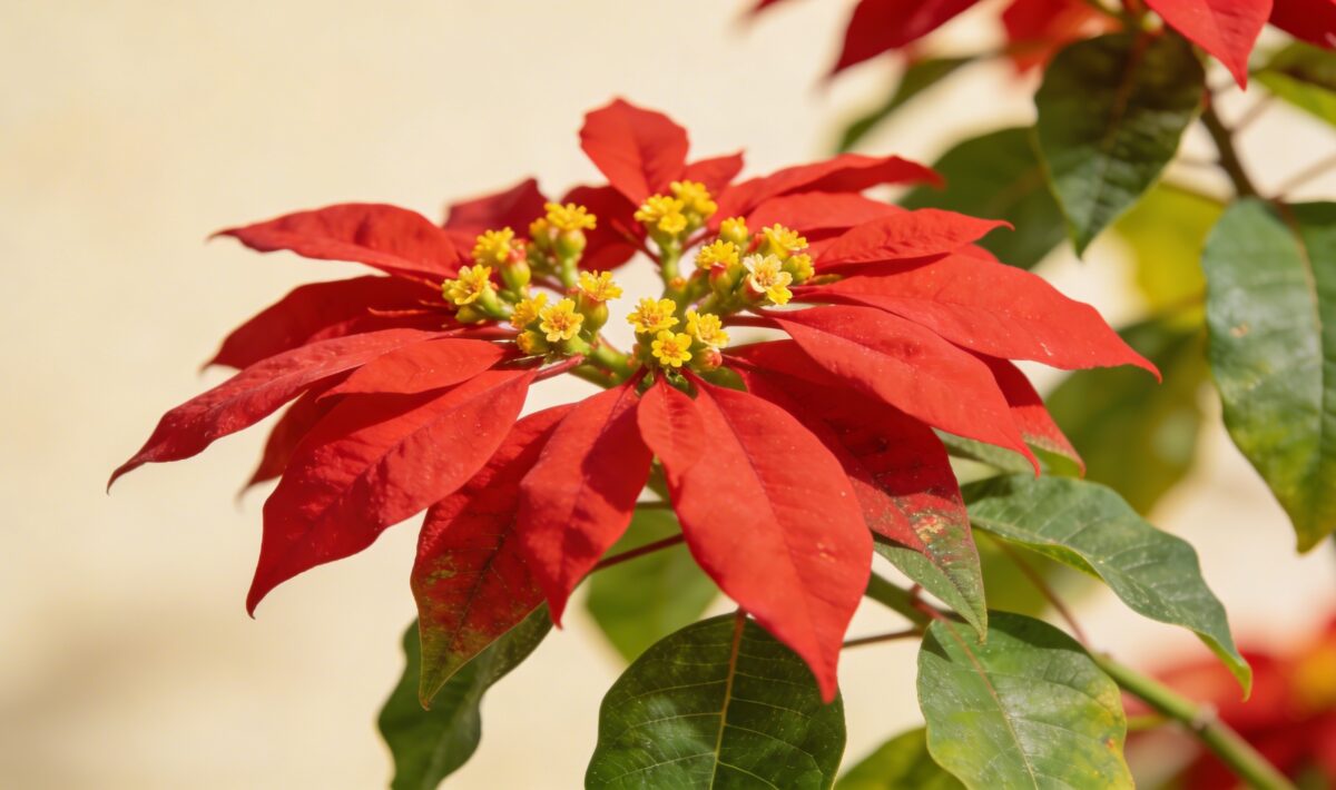 Poinsettia (Euphorbia pulcherrima) - Plant care guide