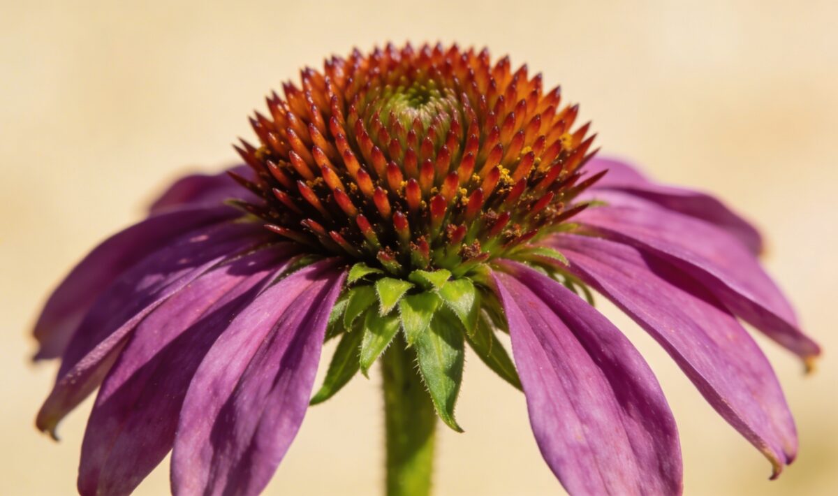 Purple Coneflower (Echinacea purpurea) - Plant care guide