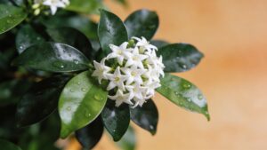 Star Jasmine (Trachelospermum jasminoides) - Plant care guide