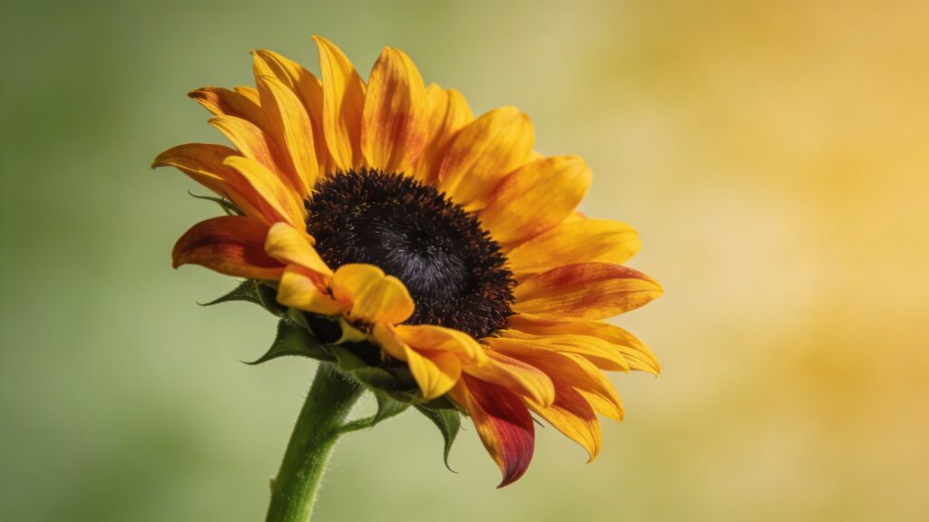 Sunflower (Helianthus annuus) - Plant care guide