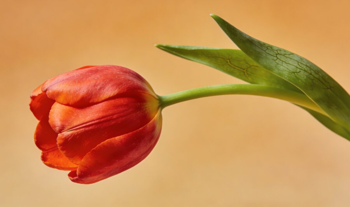 Tulip (Tulipa gesneriana) - Plant care guide