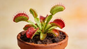 Venus Flytrap (Dionaea muscipula) - Plant care guide