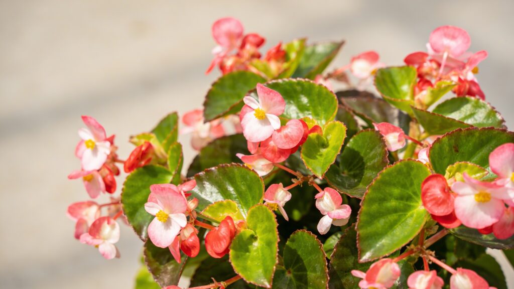 Wax Begonia (Begonia cucullata) - Plant care guide